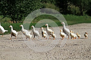 Family of geese and white ducks crossing the road