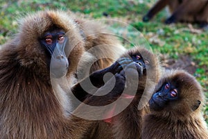 Family of gelada baboons