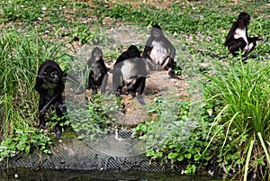 Family of Geoffroy`s Spider monkeys.