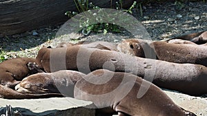 A family of giant otters, Pteronura brasiliensis sleeps on the shore