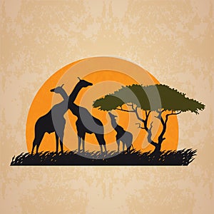 Family giraffe on meadow in african and sun retro vector art design