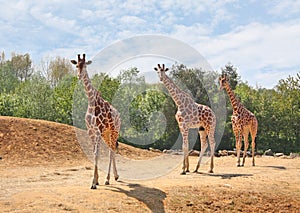 Family of giraffes