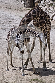 Family of giraffes