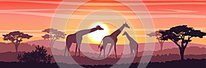 Family of giraffes in the African savanna at sunset. Silhouettes of animals and plants. Realistic vector landscape. The nature of