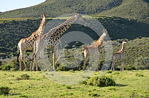 Family of giraffes on a farm in South Africa.