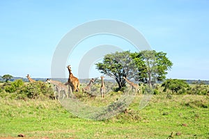 Family of giraffes in Nairobi National Park, Kenya photo