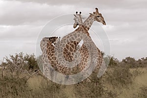 Family of giraffes, photographed at Kruger National Park in South Africa.