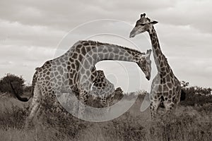 Family of giraffes, photographed in sepia at Kruger National Park in South Africa.