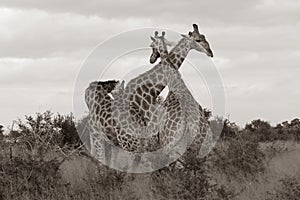 Family of giraffes, photographed in sepia at Kruger National Park in South Africa.