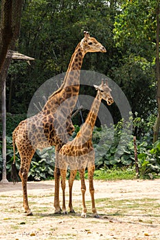 The family of giraffes is walking in the safari park