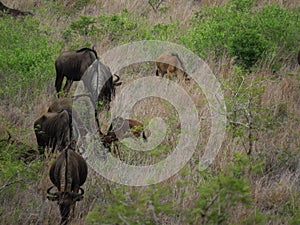 Gnu family grazing in line