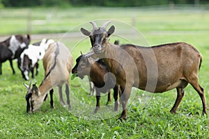 Family goat