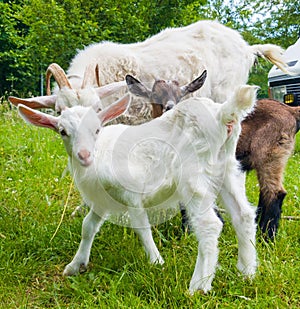 Family goat on grass