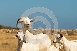 Family goat portrait. A beautiful moment of the mother and her babies.