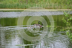 Family of goose swimming in the pond in a beautiful day