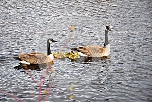 Family of goose swimming together