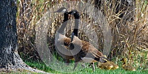 Family of gooses in a field in spring