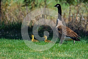 Family of gooses in a field in spring