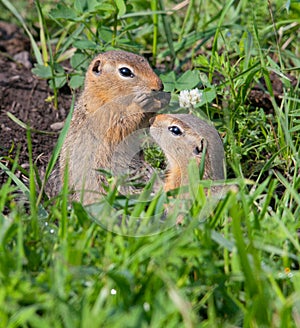 Family gophers