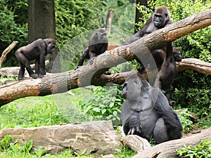 Family of gorillas photo