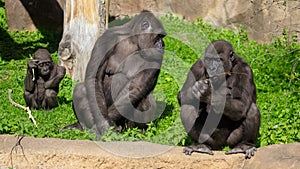 Family of gorillas in a park photo
