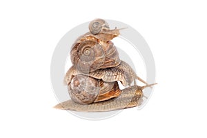 Family of grape snails isolated on white background