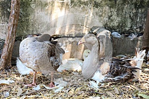 Family gray goose and baby goose is sleep and rest in graden farm at thailand photo