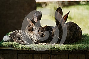 A family of gray hares or rabbits are resting on the lawn