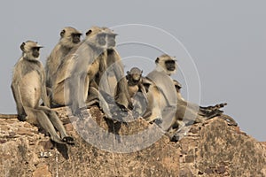 Family of gray langurs that sits on the wall of an ancient India