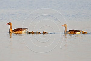 Family of graylag geese swimming on a pond photo
