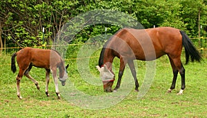 The Family That Grazes Together, Stays Together!