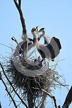 A family of Great Blue Heron birds perched in their nest at a rookery