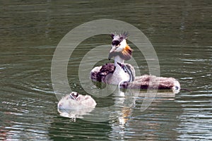 Family of great crested grebe