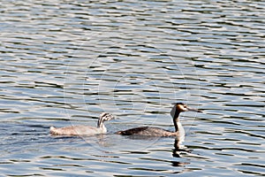 Family of great crested grebes (Podiceps cristatus)