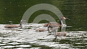 Family of great crested grebes (Podiceps cristatus)