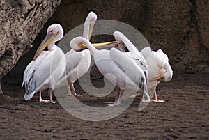 Family of Great White Pelican - Pelecanus onocrotalus