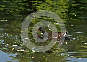 A family of green-footed coots with young hunts for insects.