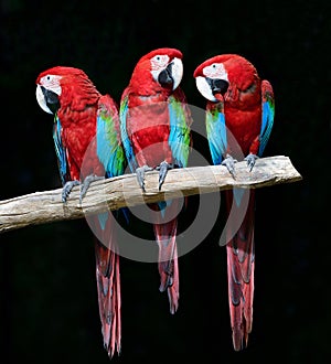 Family of green-winged macaw perching together on timber expose to sunlight over black background photo