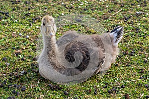 Family of greylag geese, anser anser