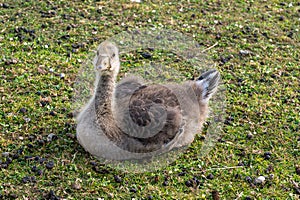 Family of greylag geese, anser anser