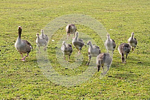 Family of greylag geese, anser anser