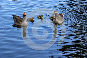 A family of greylag geese, Anser anser, floating across the blue water of the boating lake in Regent`s Park, London. The large