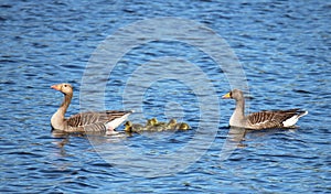 A family of greylag geese on a lake in the UK.