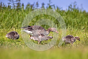 Family Greylag goose feeding on grass