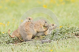 Family grooming of prairie dogs photo