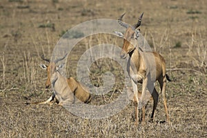Family group Cokeâ€™s Hartebeest or Kongoni in the Serengeti Nat