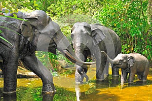 family group of elephant statues in the lake