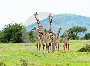 Family group of Masai Giraffe in the Serengeti