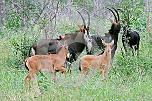 A family group of sable antelopes, Hwange National Park, Zimbabwe