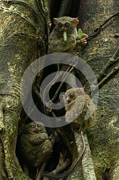 Tarsiers Tarsius tarsier family nesting in a tree in Tangkoko National Park, North Sulawesi, Indonesia. photo